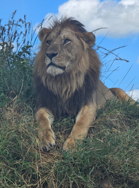 Big Cat Country