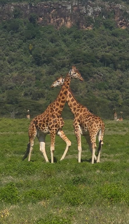 Giraffe Plains
