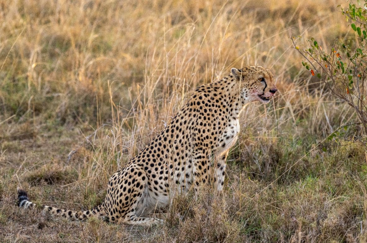 Safari wildlife photo