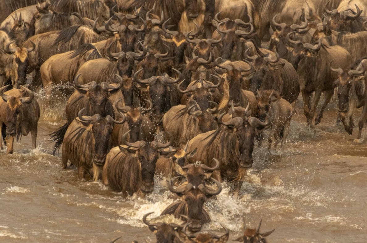Wildebeest River Crossings