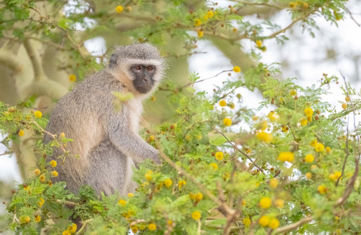 Safari wildlife photo