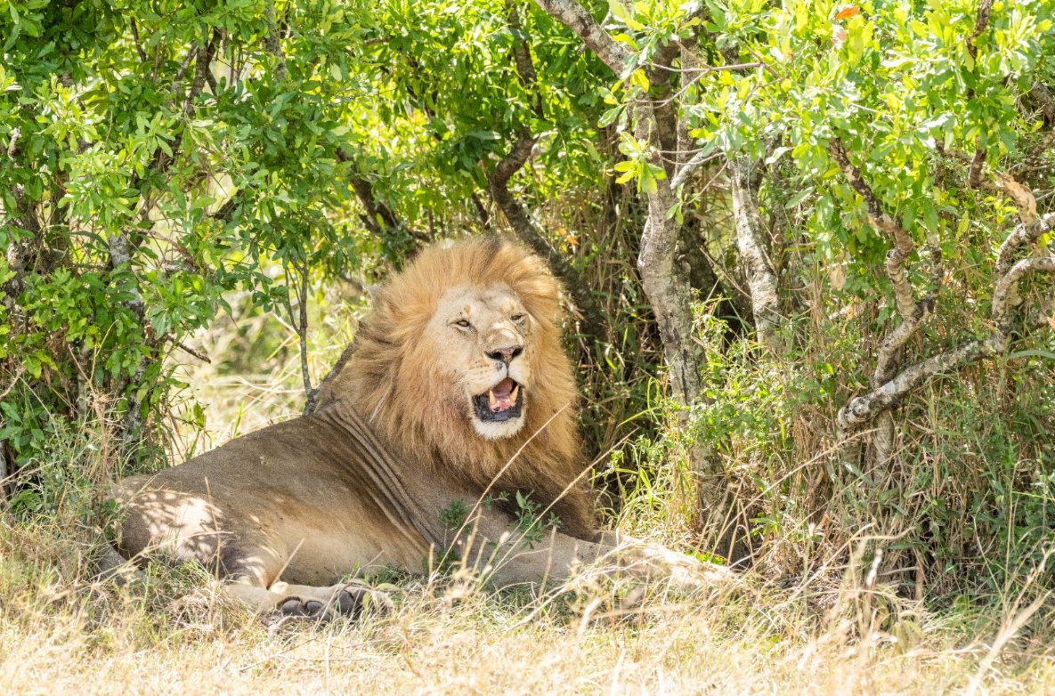 Safari wildlife photo