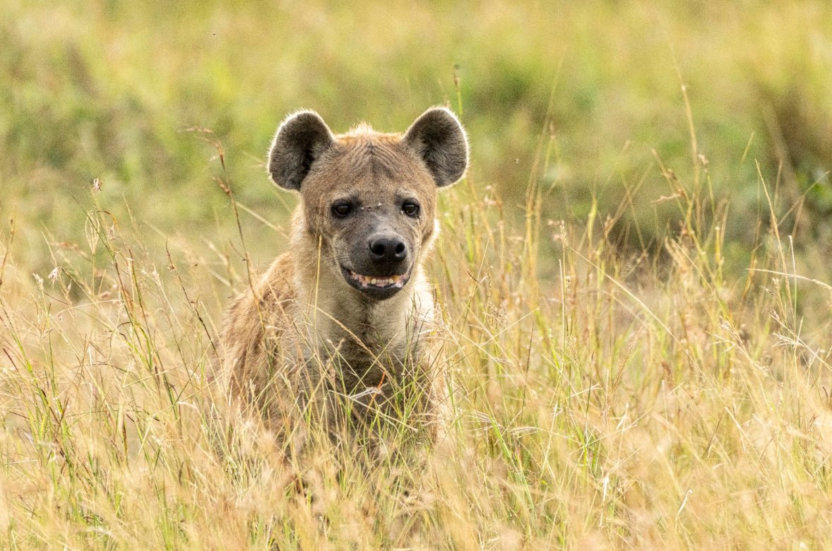 Safari wildlife photo
