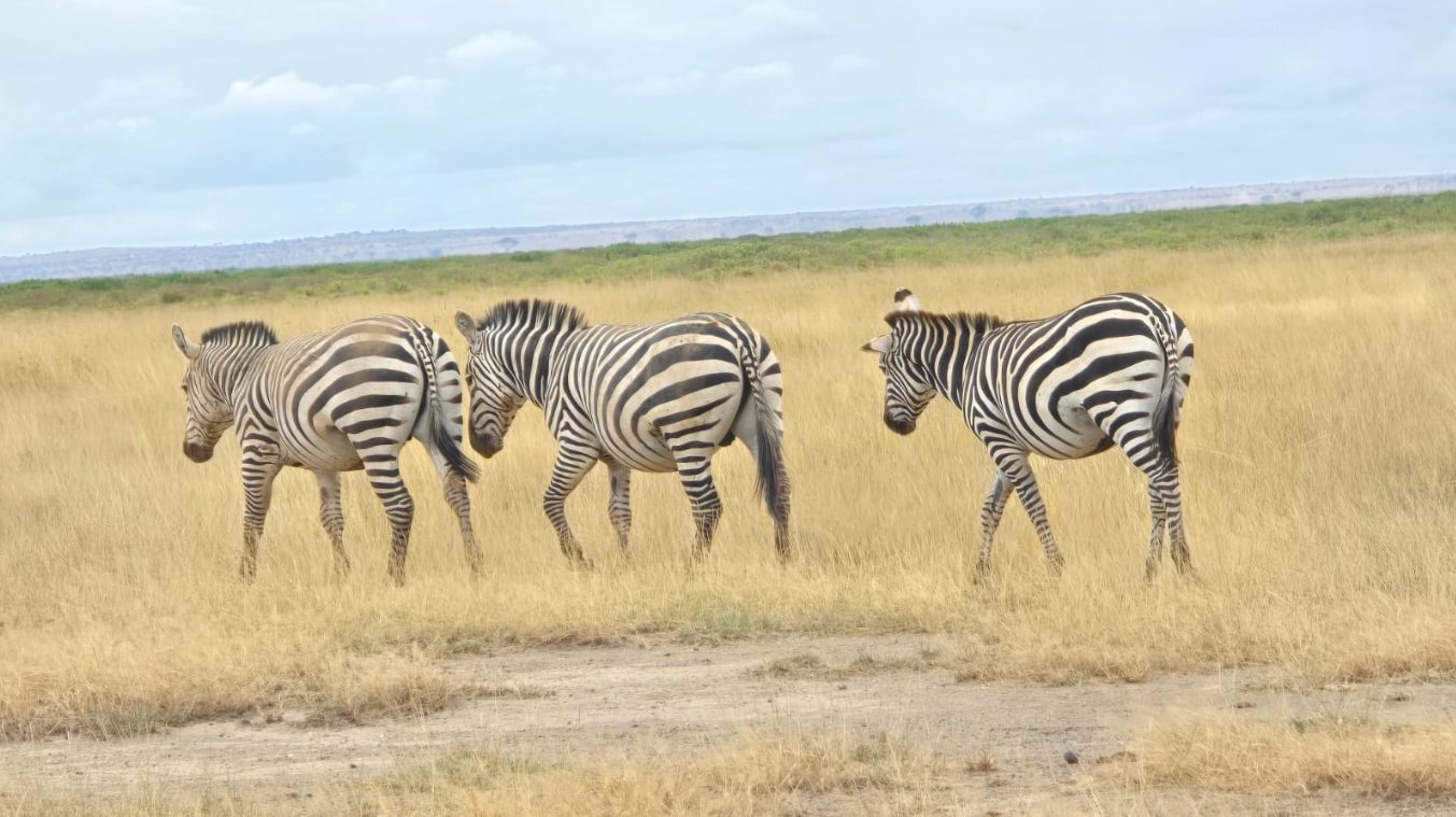 Safari wildlife photo