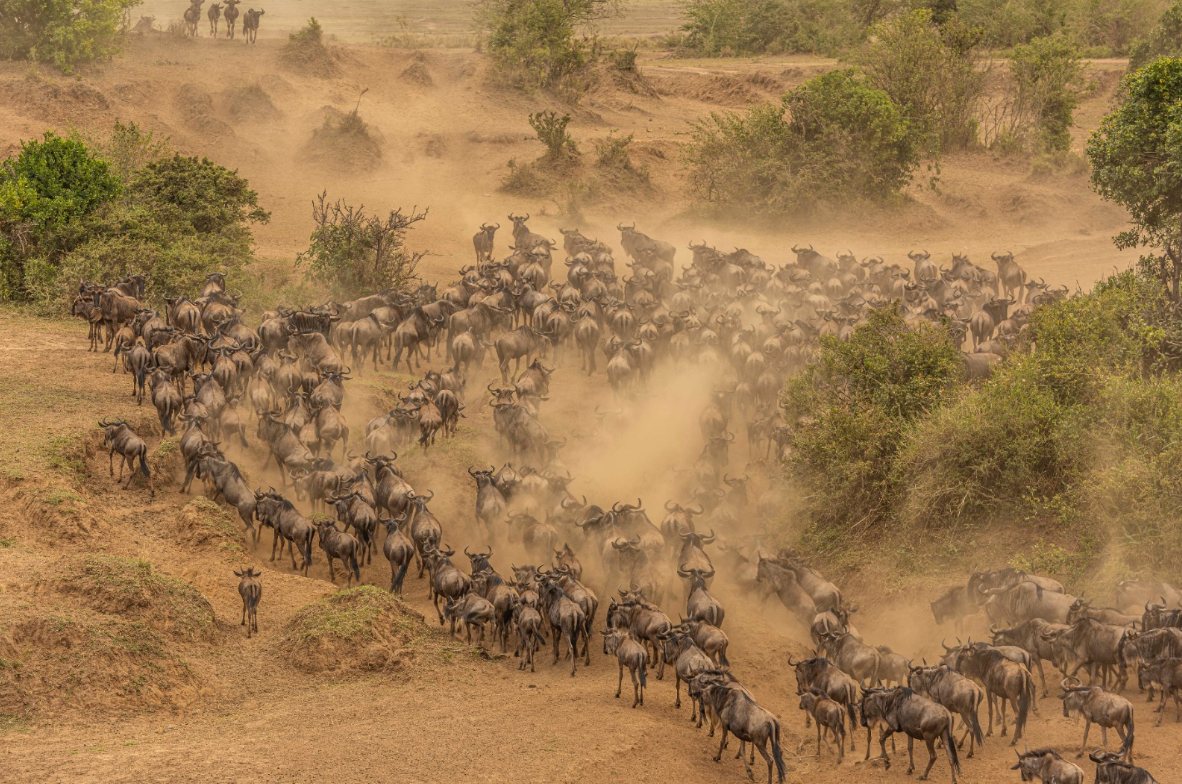 Safari wildlife photo