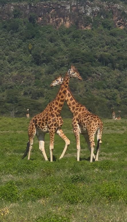 Giraffes grazing
