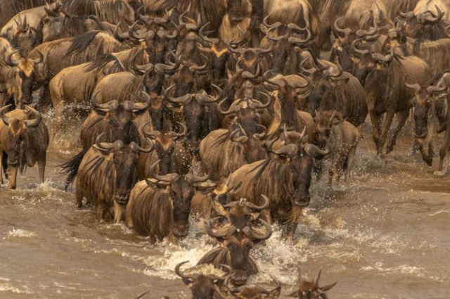 Herd crossing the water