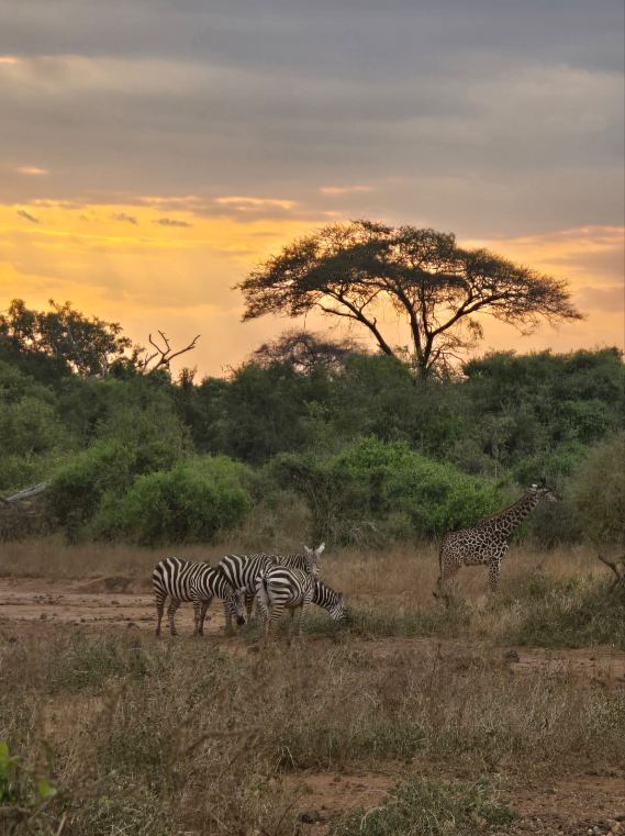 Acacia at sunset