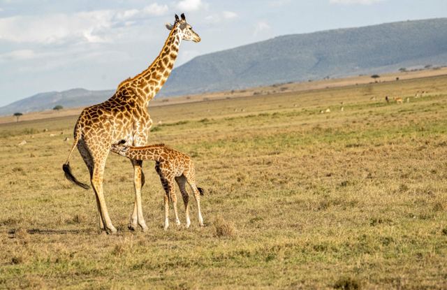 Giraffe and calf