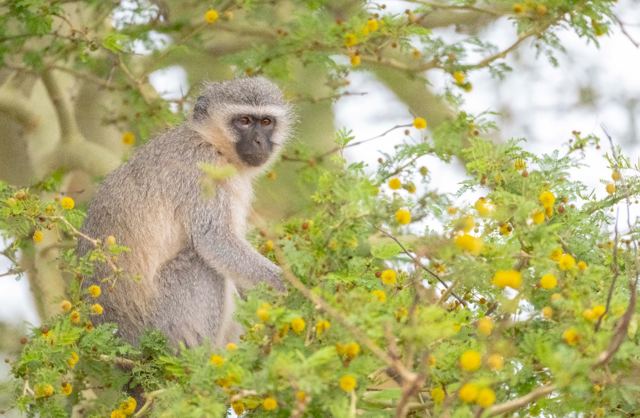 Vervet monkey