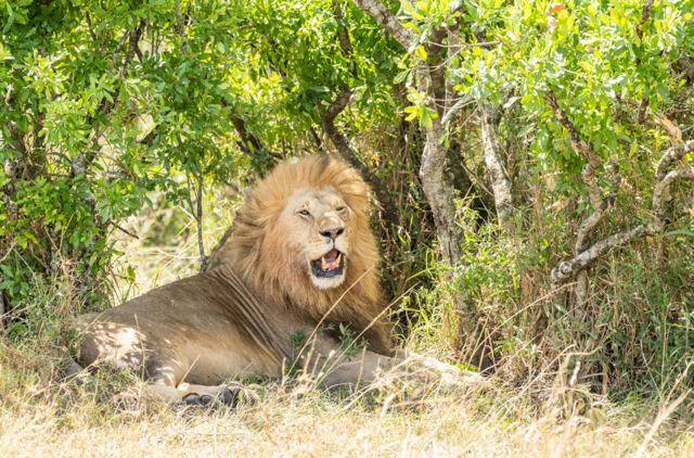Lion in the shade