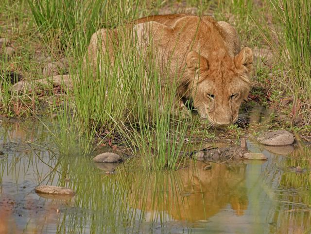Lioness drinking