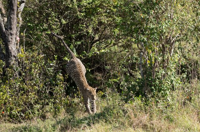 Bush encounter
