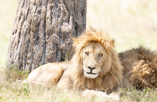 Lions at rest