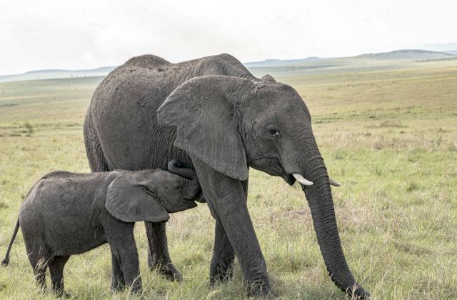 Elephant and calf