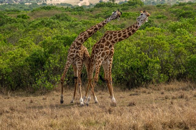 Giraffe pair