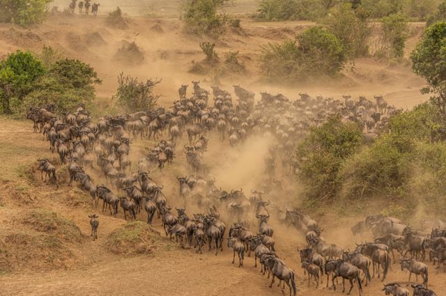 Herds on the move