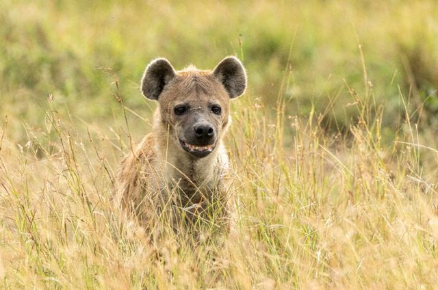 Spotted hyena