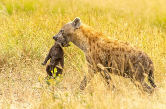 Hyena with cub