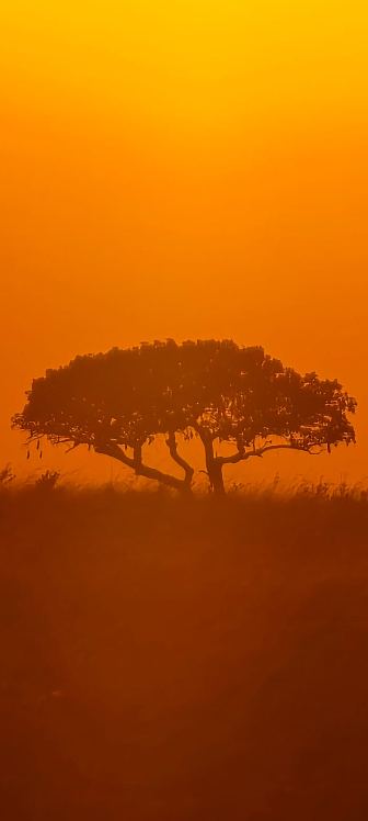Acacia glow