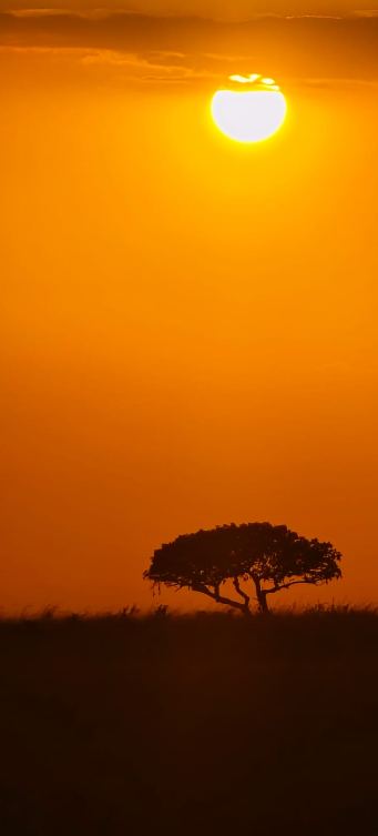 Sun over the acacia