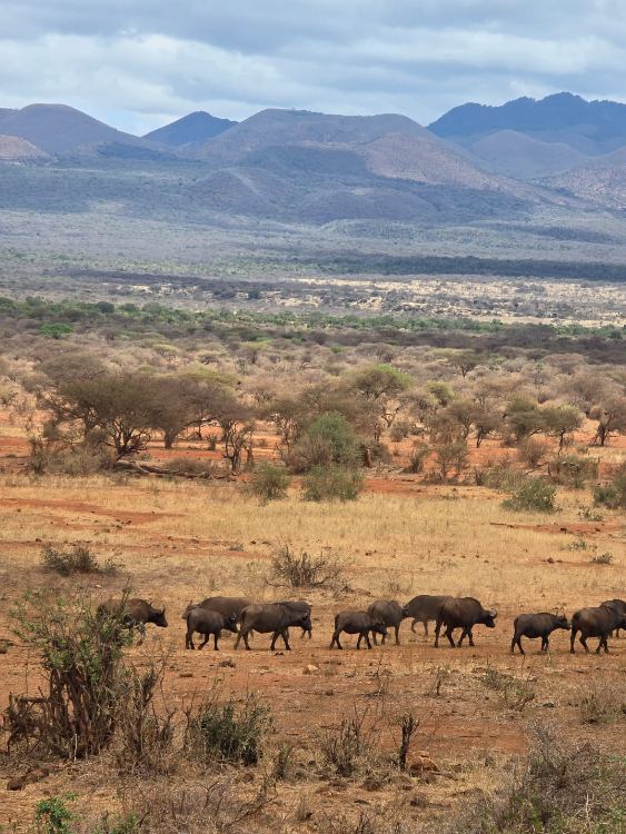 Buffalo across the plains