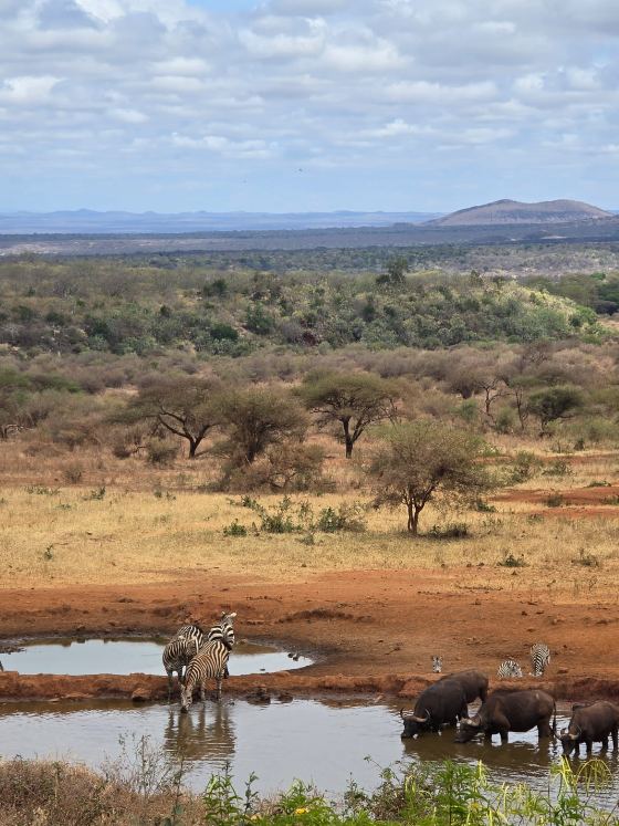 Waterhole visitors