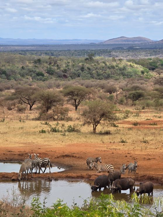 Zebras at the waterhole