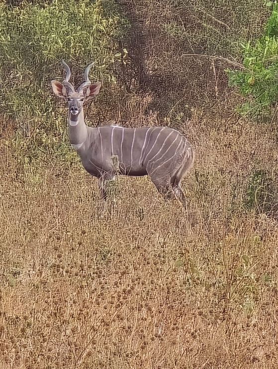 Kudu in the bush
