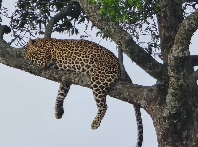 Leopard resting in a tree