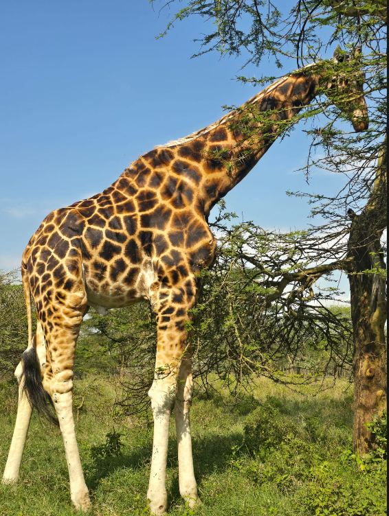 Giraffe browsing