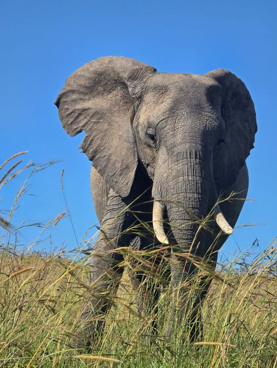 Elephant up close