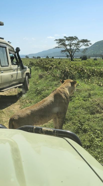 Lion beside the vehicle