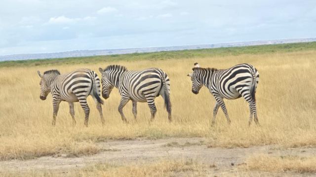 Zebras on the move