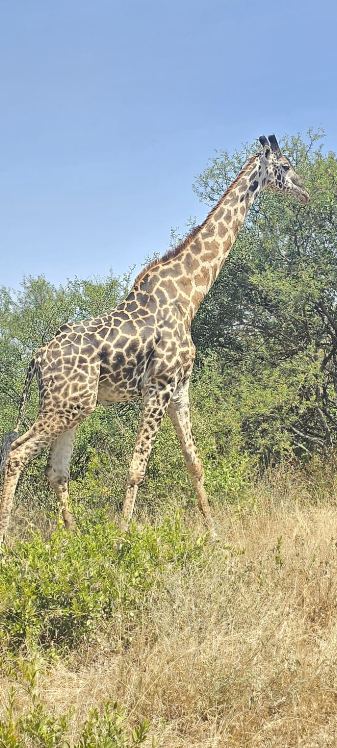 Giraffe by the trees