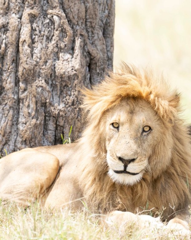 Wildlife Safaris & Game Drives